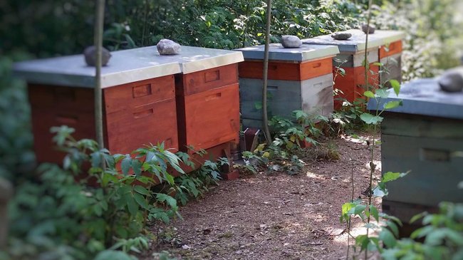 Dadant Bienenbeuten im Wald